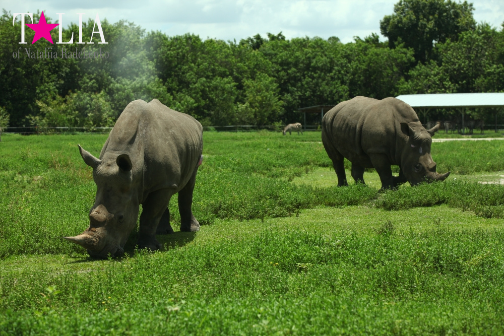 Львиное сафари в Майами (Lion Country Safari) 2 часть